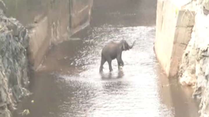 Sub-adult elephant trapped in Shivanasamudra canal rescued after two