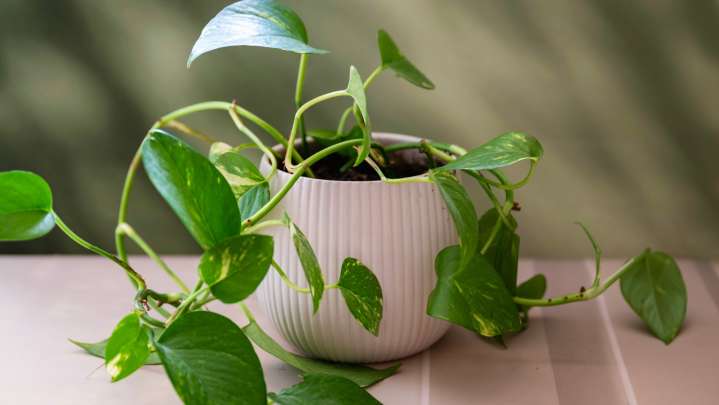 For Fuller Pothos Plants Try This Clever Propagation Method