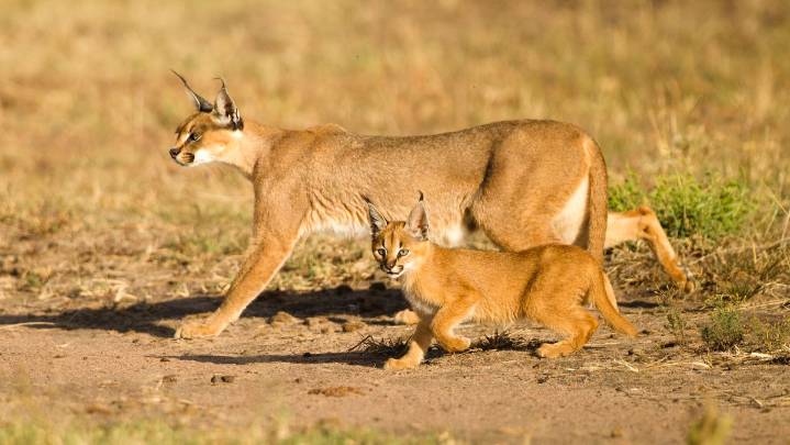 Caracal: A Jumper Extraordinaire With Satellite Dish Ears