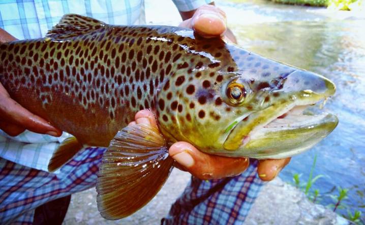 Jammu Kashmir Breeds Genetically Improved Brown Trout Imported from Denmark