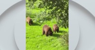 Video captured near Rocklin shows family of bears in Dry Creek watershed