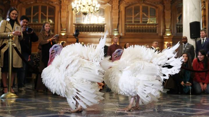 Trump pardons Thanksgiving turkeys Waddle and Gobble and jabs political rivals