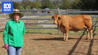 Cattle producer reunites with cow lost to floods almost two years ago