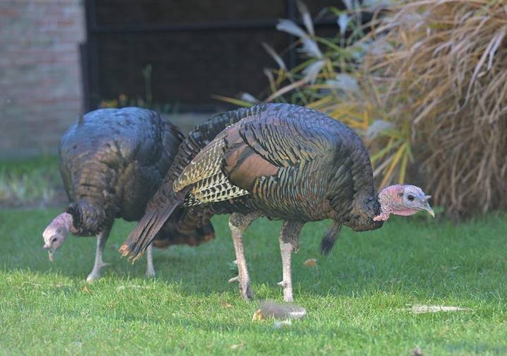 Turkeys have come to town, but they aren’t always great neighbors