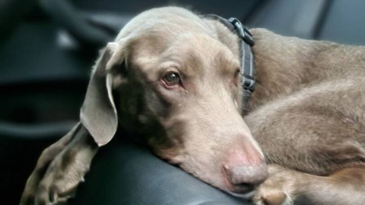 North Carolina Family Thought Their Senior Dog Would Never Walk Again Until The Unthinkable Happened