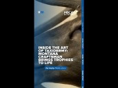 Inside the art of taxidermy: Montana craftsman brings trophies to life