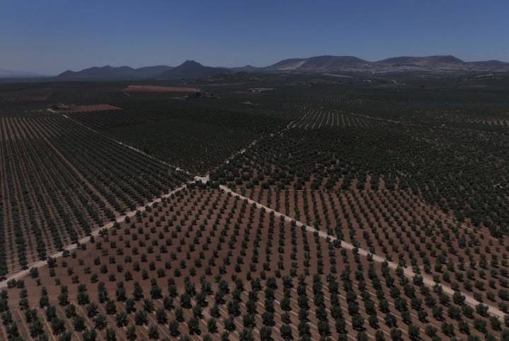 Spanish black olive exporters urge EU to hit back on US tariffs