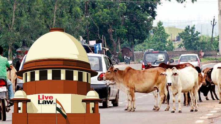 Supreme Court Orders Removal Of Stray Animals From Highways Across India; Directs Their Relocation To Shelters