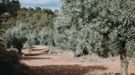 El pueblo de Teruel en el que puedes apadrinar un olivo y recibir en casa el aceite de tu árbol