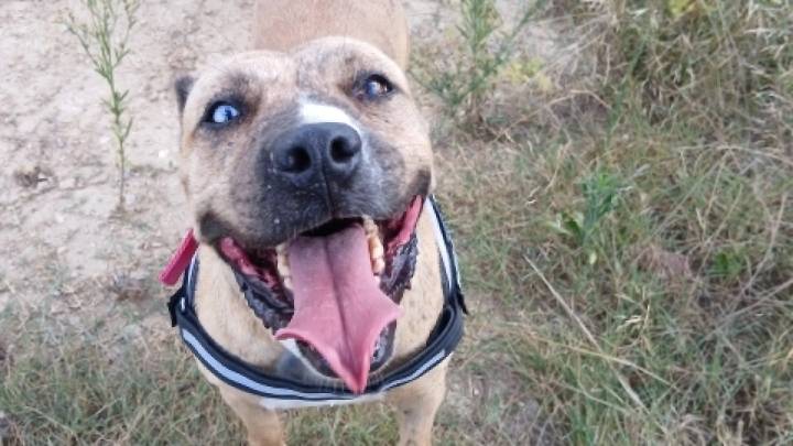 Voluntacaad busca un hogar para Marvel, Kira y Atlas, entre otros perros