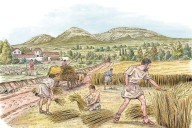 Easily taxed grains were crucial to the birth of the first states