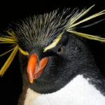 Much like a nursing home, penguins at a Boston aquarium can age with dignity