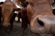 VIDEO: Exploring how long high cattle prices will last with Brenna Grant