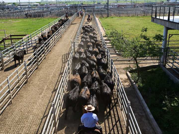 Las razones que anticipan varios años de buenos precios ganaderos