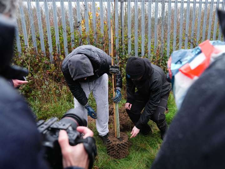 First saplings from felled Sycamore Gap tree are planted