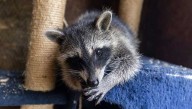 Urban raccoons across US may show early signs of domestication