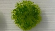 This moss survived 9 months outside the International Space Station in the harshness of space