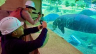 ZooTampa creating diverse Manatee habitat