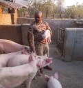 Nsanje Police Hunt Villagers Who Assaulted and Set Farmer on Fire After Pig Shooting Incident