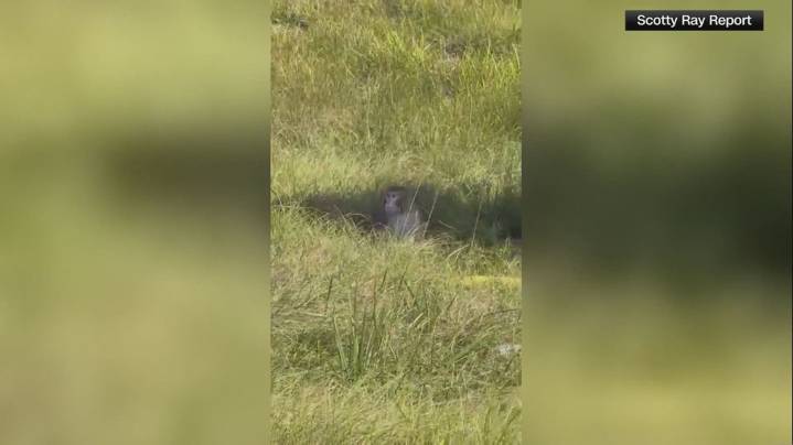 Questions remain after Mississippi crash involving monkeys