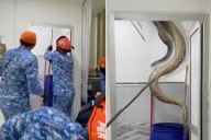 Massive Python Crashes Through Family's Ceiling and into Their Bathroom