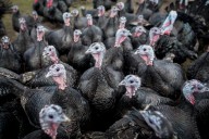 Talking turkey! How the Thanksgiving bird got its name (and then lent it to film flops)