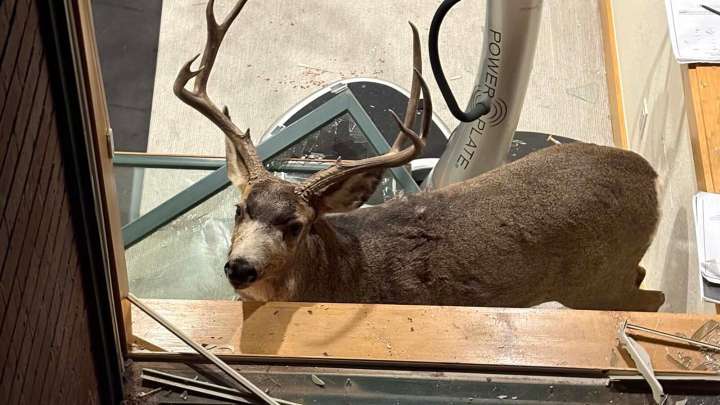 Brawling Deer Smash Through Window Into Denver Basement Exercise Room