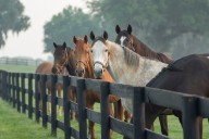 Idaho horse owners urged to protect herds as equine herpesvirus spreads regionally