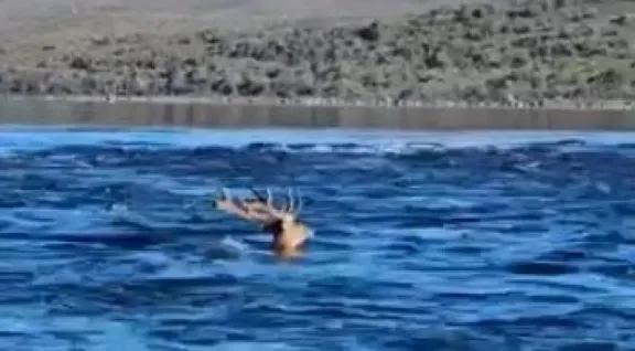 No es mentira: un pescador grabó a un ciervo cruzó a nado el río Limay