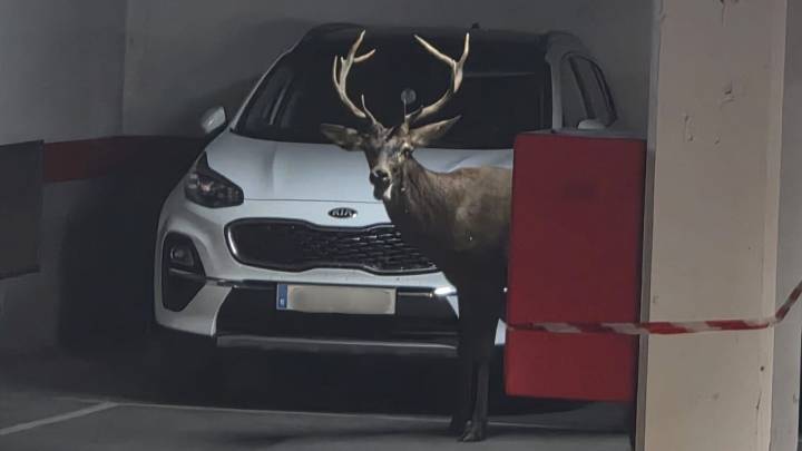 Un ciervo se pasea por las calles de Zamora y se refugia en un parking del centro de la ciudad