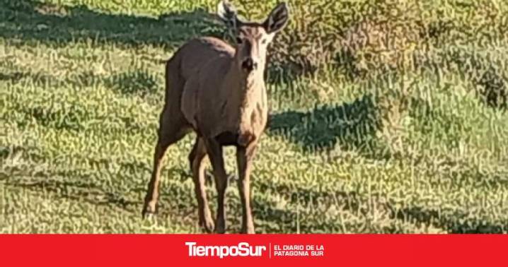Parque Nacional Los Glaciares Piden responsabilidad por huemules en El Calafate