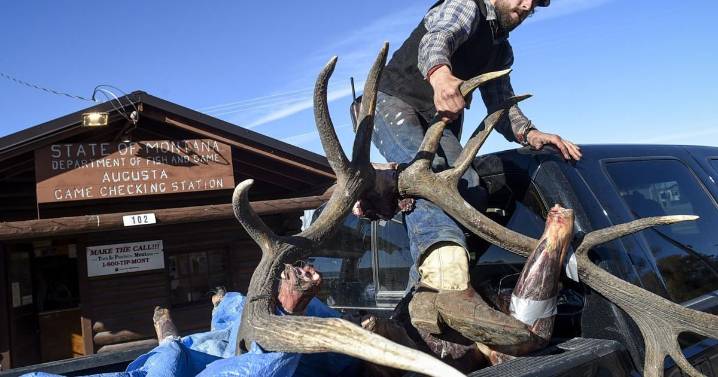 Hunting season report: Reported elk harvest down 36% along Rocky Mountain Front