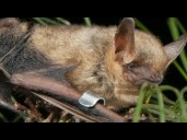 "White nose syndrome" killing millions of bats in North America