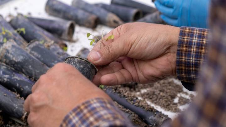 El regreso del Toromiro a Rapa Nui: La misión para reintroducir el árbol sagrado tras 60 años