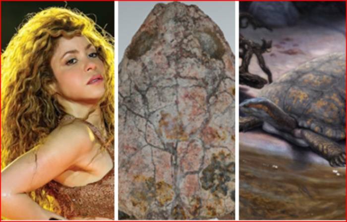 ‘Shakiremys colombiana’ así bautizan nuevo fósil descubierto en honor a Shakira
