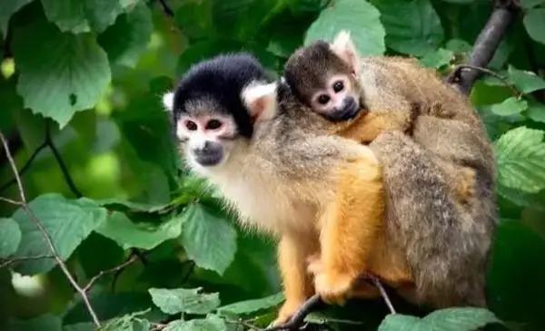 Un estudio en mamíferos halló que las especies cooperativas tienen menores tasas de cáncer