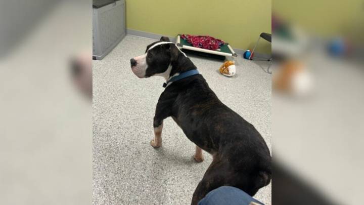 In Indiana, A Shelter Pup’s Adoption Ends In Heartbreak After Just One Day