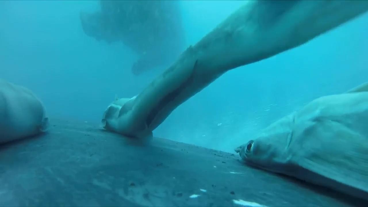 Rare footage shows sucker fish whale-surfing in wild joyride off coast of Australia