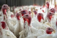 IFA calls for isolation of poultry stocks to curb spread of bird flu as cull of Carlow turkey flock begins