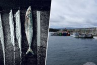 En 2001 un yate se refugió en una isla remota del Atlántico. Días después sus habitantes empanaban pescado con coca