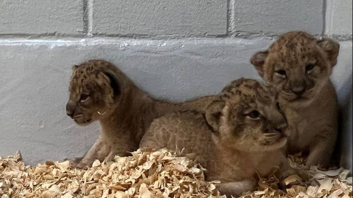 Gender reveal held for three new African lion cubs at Audubon Zoo