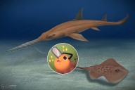 “Tuvimos la fortuna de hallar dos pequeños dientecitos”: paleontólogos chilenos identifican nuevas especies fósiles en Bahía Inglesa