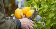 Cómo cultivar tu propio árbol de limón: cada cuánto hay que regarlo y cuándo da los primeros frutos