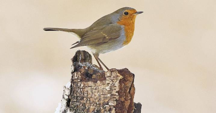 Robins will keep visiting garden if you place 1 food outside