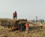 Explainer: Why Ambala sugarcane farmers are worried