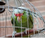 Tener un loro como mascota podría costar miles de pesos: conozca la multa en Colombia