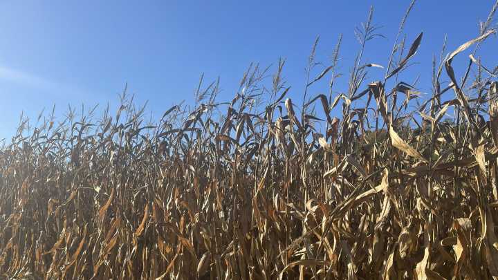 NDSU Extension to host Getting It Right crop production webinars