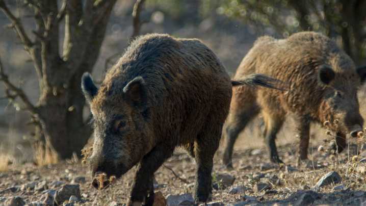 Peste porcina africana: qué es, cómo avanza y a qué municipios afectan las restricciones