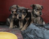 Hallan bolsas con restos de animales en calles de la alcaldía Xochimilco