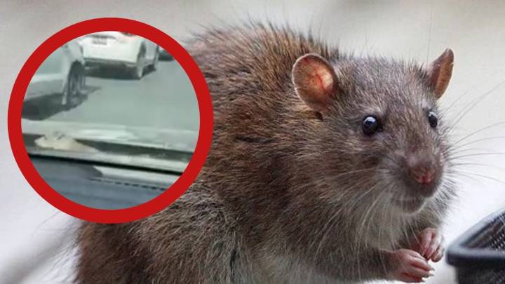 Rata causa pánico al trepar vehículo en avenida de Monterrey; mujeres gritan aterrorizadas
